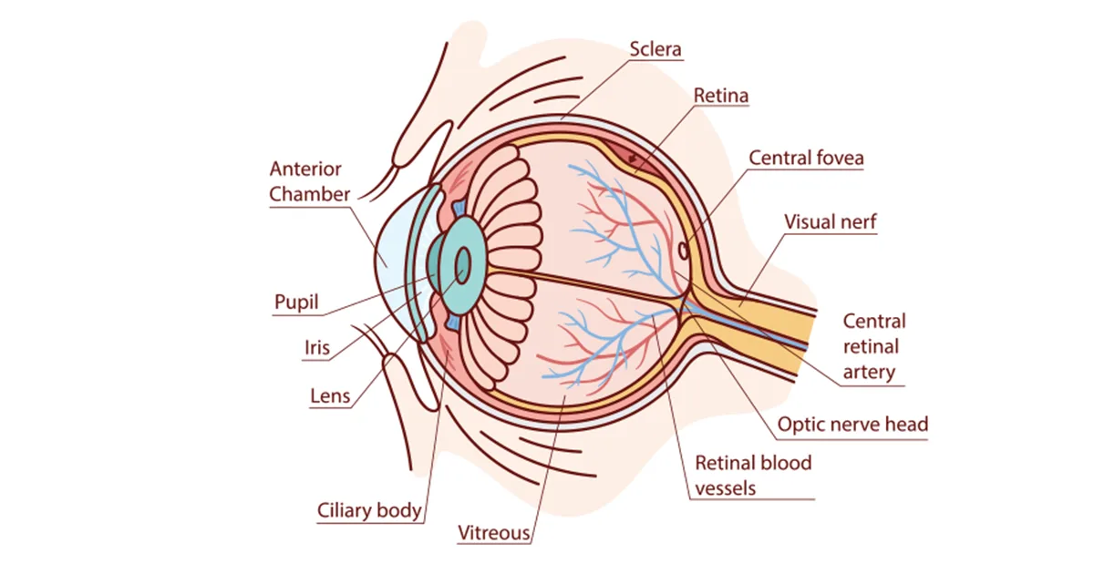 Pneumatic Retinopexy for Retina_ Procedure and Recovery