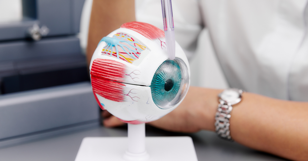 Retina visual processing